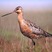 Bar-tailed Godwit